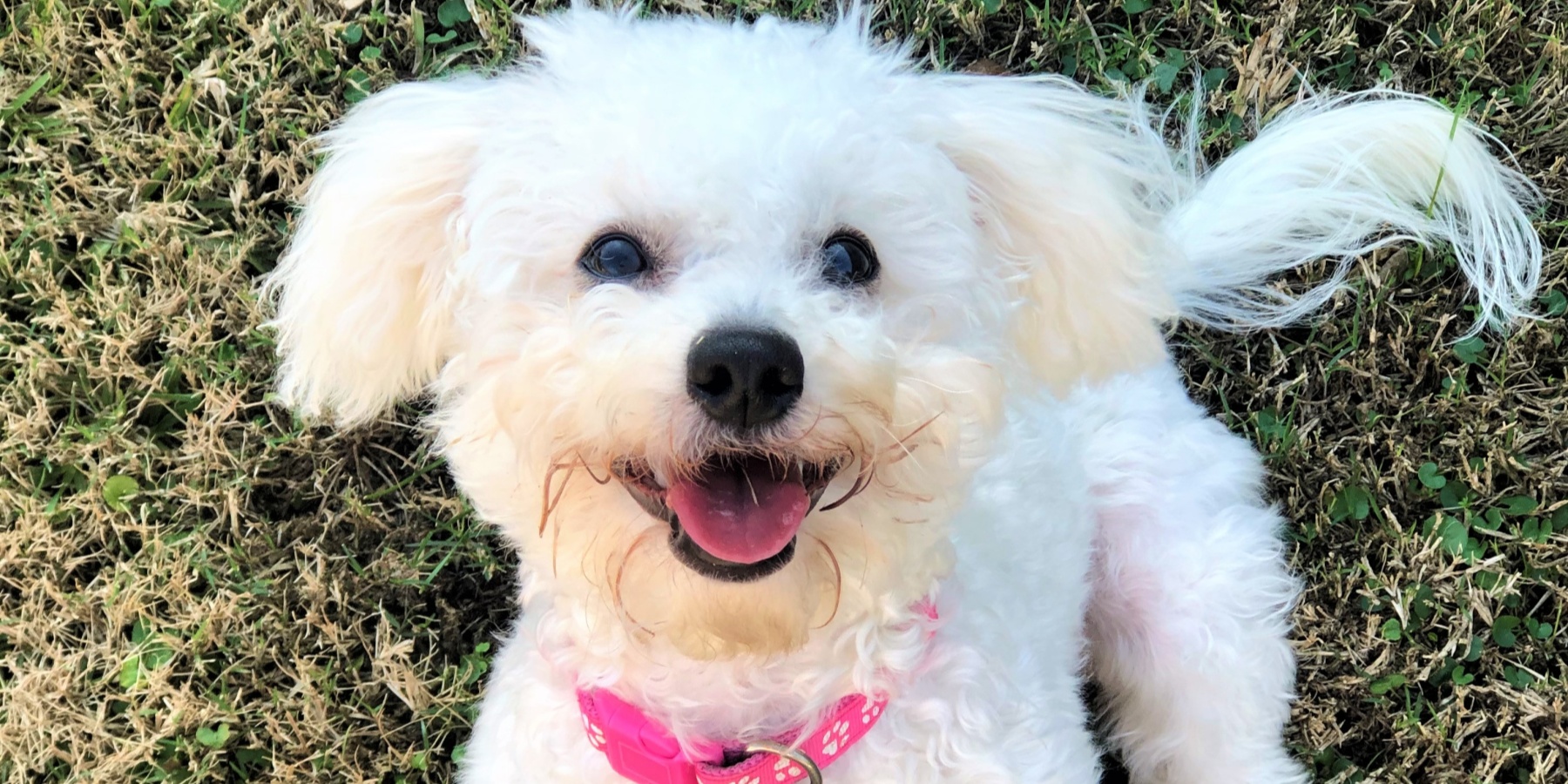 How a Potty Doorbell Works